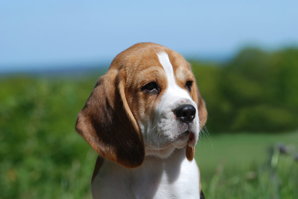middelgrote hond