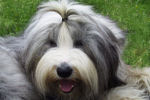 Bobtail
