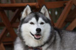 gezonddoordehond GezondMetHond