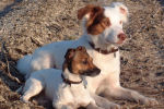 jackrussellterrier