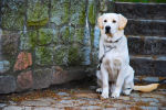 LabradorRetriever