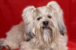LhasaApso