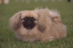 kleine hond