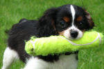 puppies