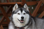 SiberischeHusky