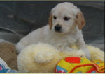 puppies