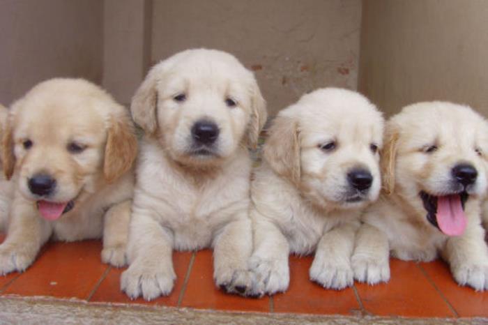 aantrekkelijk Locomotief Uitdrukkelijk Puppies te koop - kleine hondenrassen
