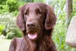 FlatcoatedRetriever