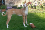 Galgo