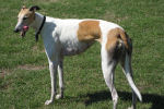 greyhound