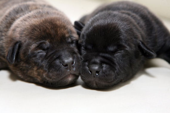 Vernauwd doe niet gekruld Puppies kopen pup te koop gezocht