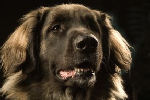 Leonberger