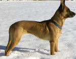 MechelseHerder