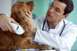 microchip